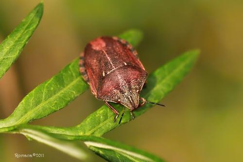 Eurygaster sp.