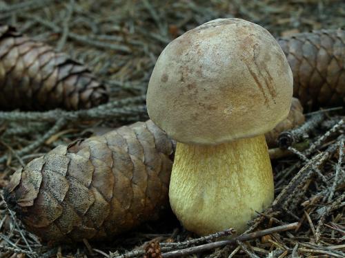 podhríb žlčový / hřib žlučník