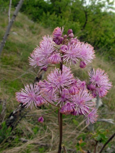 žltuška orlíčkolistá