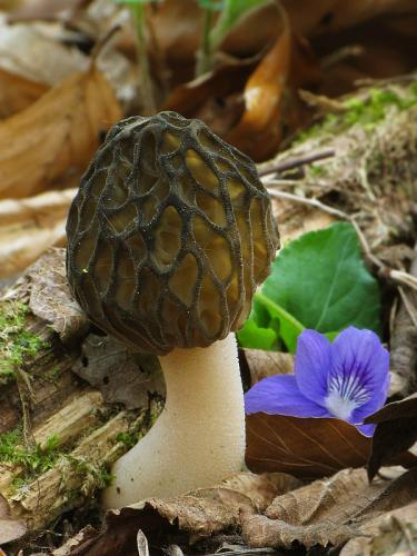 smrčok kužeľovitý / smrž kuželovitý