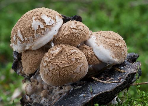 príživnica prášnicovitá / rovetka pýchavkovitá