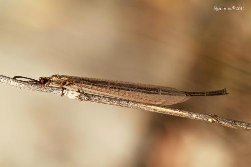 Myrmeleon sp.