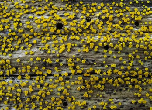 okrasník žltý / voskovička citrónová