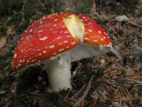 muchotrávka červená / muchomůrka červená