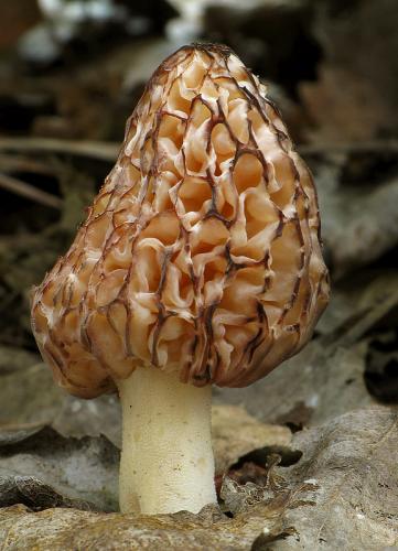 smrčok (bližšie neurčený)