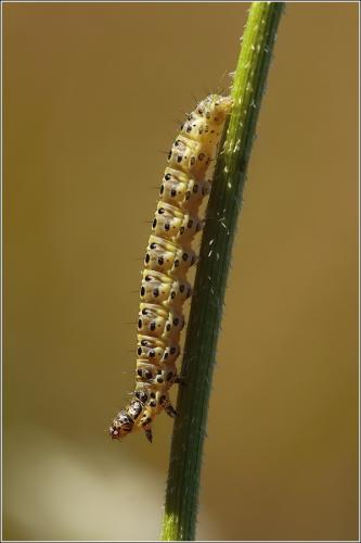 Tortricidae