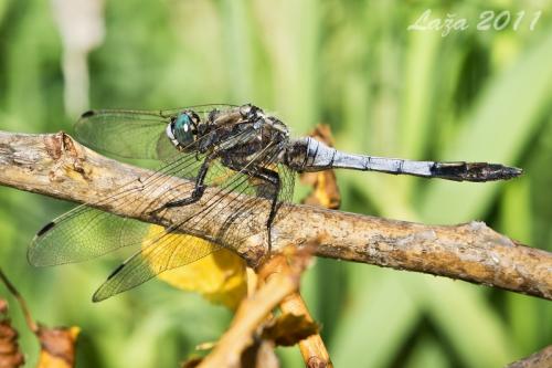 vážka / vážka bělořitná / White-tailed Skimmer