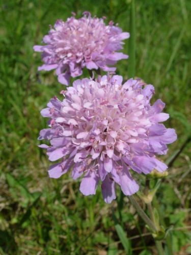 chrastavec roľný