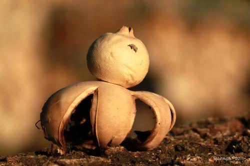 hviezdovka strapkatá / hvězdovka brvitá