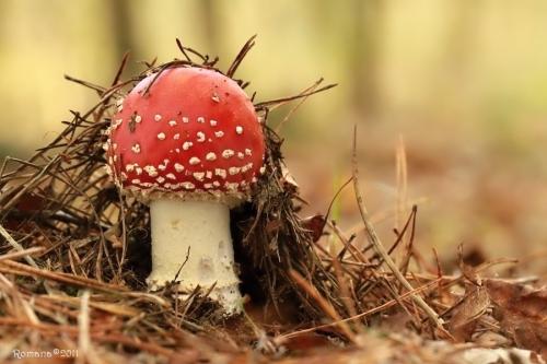 muchotrávka červená / muchomůrka červená
