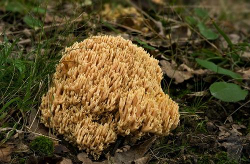 strapačka (bližšie neurčená)