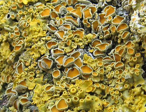diskovník múrový / terčovník zední / Orange wall lichen