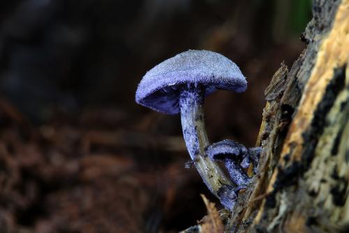 hodvábnica fialovomodrá / závojenka modrá