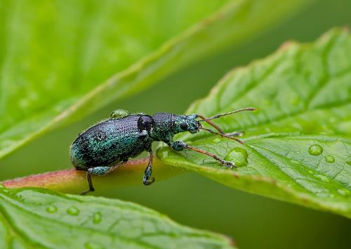Polydrusus sp.