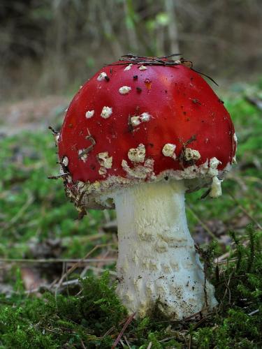 muchotrávka červená / muchomůrka červená