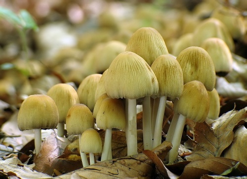 hnojník ligotavý / hnojník třpytivý