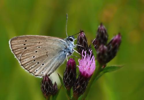 modráčik krvavcový