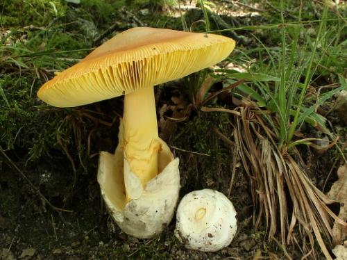 muchotrávka cisárska / muchomůrka císařka