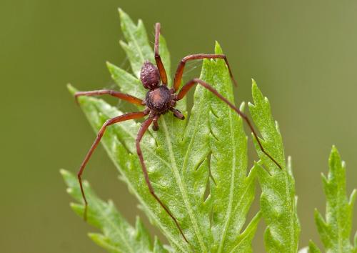 Philodromus sp.