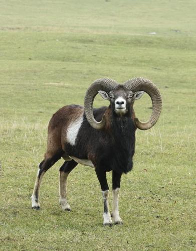 muflón hôrny