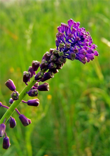 leopoldia chochlatá