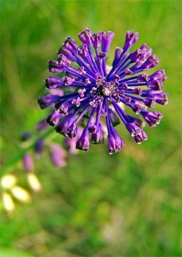 leopoldia chochlatá