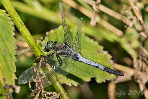 vážka / vážka bělořitná / White-tailed Skimmer