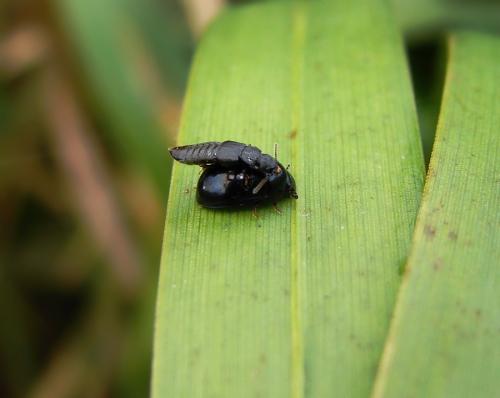 Anotylus sp.