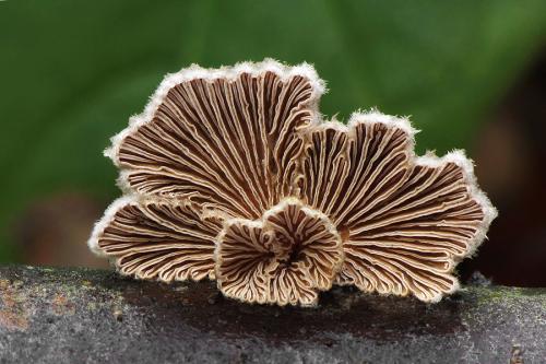 klanolupeňovka obyčajná / klanolístka obecná