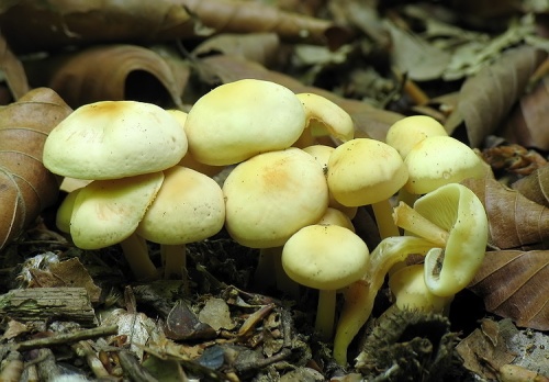strapcovka zväzkovitá / třepenitka svazčitá