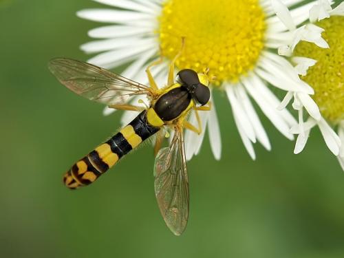 Sphaerophoria scripta