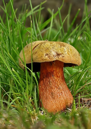 hríb siný / hřib koloděj