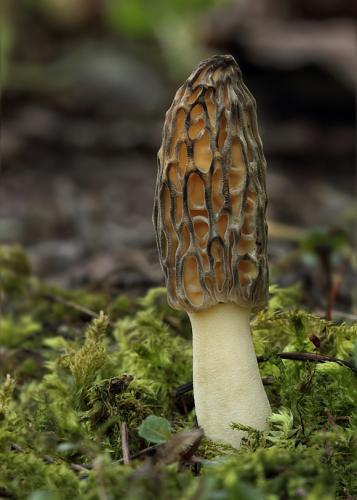 smrčok kužeľovitý / smrž kuželovitý