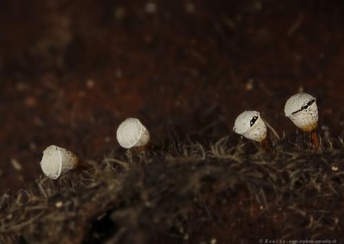 kráterovec bielohlavý