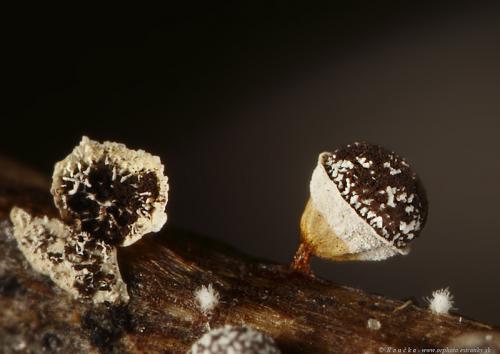 kráterovec bielohlavý