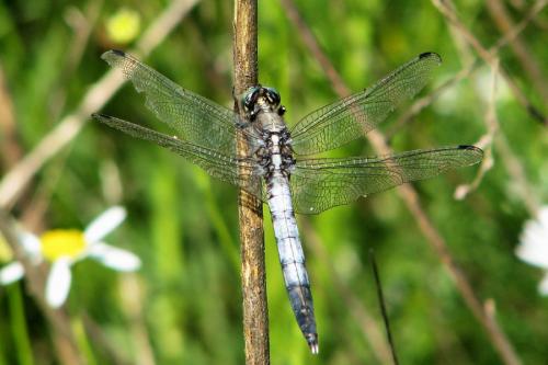 vážka / vážka bělořitná / White-tailed Skimmer