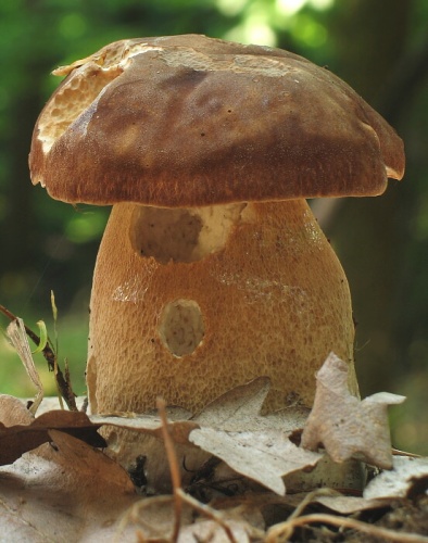 hríb dubový /hřib dubový