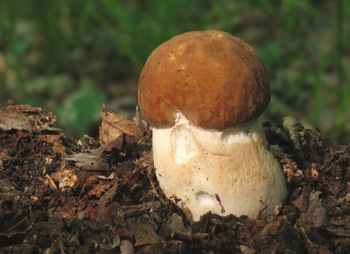 hríb dubový /hřib dubový