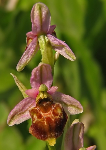 hmyzovník čmeľovitý