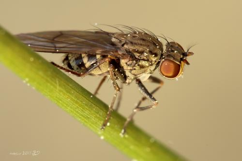 Notiphila sp.