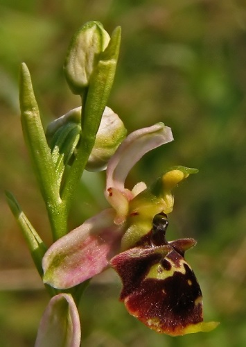 hmyzovník čmeľovitý