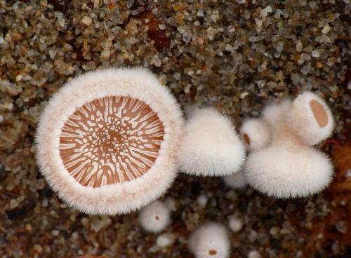 klanolupeňovka obyčajná / klanolístka obecná