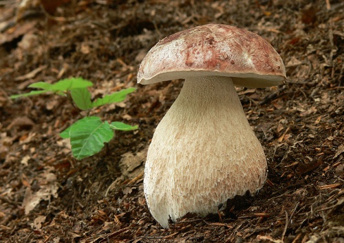 hríb sosnový / hřib borový