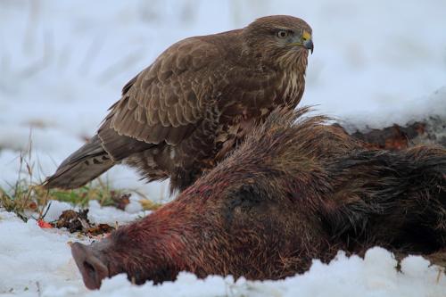 buteo buteo