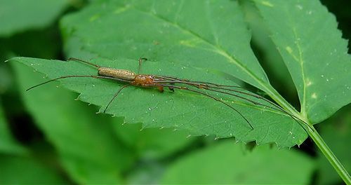 Tetragnatha extensa