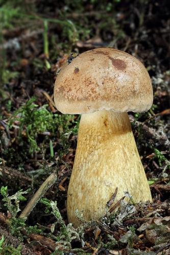 podhríb žlčový / hřib žlučník