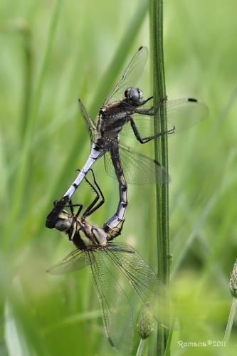vážka / vážka bělořitná / White-tailed Skimmer