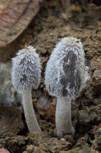 hnojník chlpatohlúbikový / hnojník zaječí