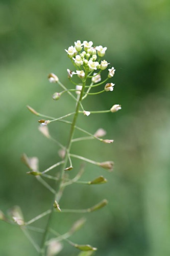 kapsička pastierska