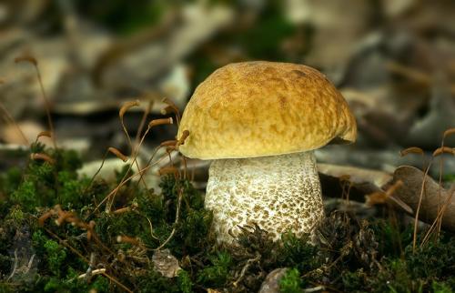 kozák hrabový / kozák habrový